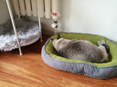 ERGOBABY宠物狗窝猫窝冬季四季通用保暖可拆洗加大加厚舒适垫中小型犬用品 实拍图