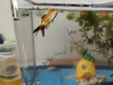 阔庭（KUOTING）鱼缸水族箱生态桌面鱼缸新款懒人鱼缸过滤制氧一体黑色【特大号】 实拍图