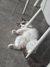鲜朗低温烘焙猫粮冻干生骨肉天然无谷幼猫成猫全阶段鲜郎换粮试吃试用 冻干主食猫粮鸡肉试吃装 实惠装(12g*5包) 实拍图
