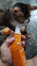 ERGOBABY氟苯尼考甲硝唑滴耳液20ml宠物猫咪狗狗耳螨中外耳炎耳臭耳垢消炎 实拍图