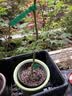 爱丽思（IRIS）Deepot花盆加厚树脂控根圆口绿萝绣球月季多肉发财树塑料加仑花盆 8号浅绿色(口径约26.6cm)约8L 实拍图