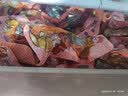 德州扒鸡山东特产熟食零食休闲食品独立包装五香味德州扒鸡大鸡腿65g*14 实拍图
