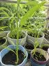 ldeal理想农业 小叶空心菜种子雍菜种籽阳台盆栽夏季耐湿耐热蔬菜种子 实拍图