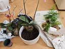 陶瓷花盆家用北欧风格特大号大口径室内外发财树绿萝盆栽特价清仓 苹果型蓝彩飞丝 大号【送塑料托盘网漏】 实拍图
