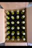 青岛啤酒（TsingTao）奥古特 330*24瓶  整箱装 实拍图