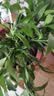 花行榜驱蚊竹柏水培驱蚊植物盆栽办公室桌面花卉水养办公室绿植源头直发 实拍图