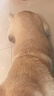 麦富迪狗粮 藻趣儿狗粮成犬粮牛肉螺旋藻 均衡营养2.5kg 实拍图