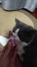 博莱得利滴眼液猫咪猫鼻支眼药水宠物猫专用打喷嚏流眼泪疱疹病毒狗狗洗眼液硼酸滴眼液 实拍图