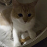 霍曼宠物烘干箱Pro 猫咪吹风机狗狗自动吹干箱底部出风快速烘干更安静 实拍图