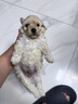 疯狂小狗 狗粮鸡肉蓝莓味10kg 金毛泰迪中大小型犬幼犬成犬通用粮 20斤 实拍图