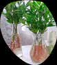 花行榜驱蚊竹柏水培驱蚊植物盆栽办公室桌面花卉水养办公室绿植源头直发 实拍图