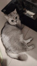 领先成猫尝鲜礼包主食级烘焙猫粮猫条餐盒汤包（新老款随机发货） 实拍图