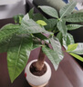 花翁发财树小盆栽绿植物室内客厅装饰中式盆景办公室桌面摆件源头直发 实拍图
