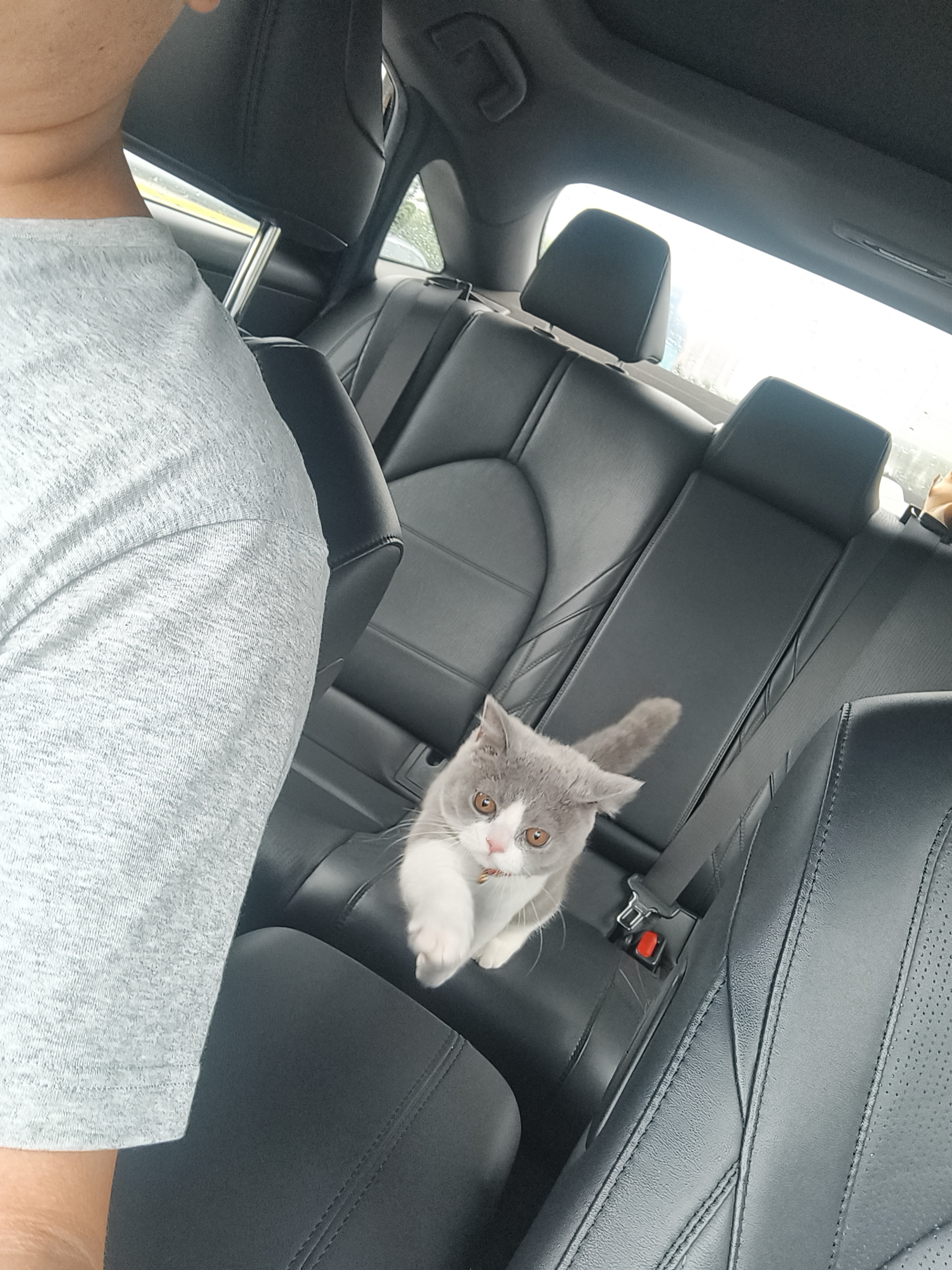 李渡高粱献礼畅饮版 兼香型白酒 45度 500ml*2瓶 双支装 实拍图