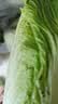 格沃斯云南新鲜现拔龙牙白菜时令蔬菜龙芽菜供港农家菜绿色青菜火锅涮菜 供港龙芽白菜 5斤【龙牙白菜】 人工精选 实拍图