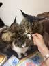 朗诺 朗诺(RANOVA)猫零食冻干棒棒糖38支装 实拍图