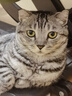 大宠爱 猫驱虫药 体内外同驱耳螨虱子跳蚤虫 2.6-7.5kg成猫 6支装 实拍图