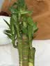 九千谷仿陶瓷花盆高款树脂种植花卉绿植花盆口径15cm小号含托3972 实拍图