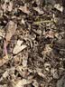 内廷上用北京同仁堂金银花菊花茶去火清热解毒茉莉花三花养生花茶105g 实拍图