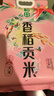 十月稻田 香稻贡米 东北大米 10斤（香米 粳米 5kg/公斤） 实拍图