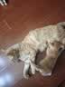 腆宠  宠物航空箱小号 猫咪航空箱猫狗 猫包猫笼外出车载猫箱狗狗托运 实拍图