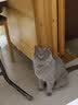 领先成猫尝鲜礼包主食级烘焙猫粮猫条餐盒汤包（新老款随机发货） 实拍图