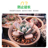 修正花乐多 多肉土专用颗粒土70%多肉营养土铺面石幼苗成株老桩 通用型5斤 实拍图