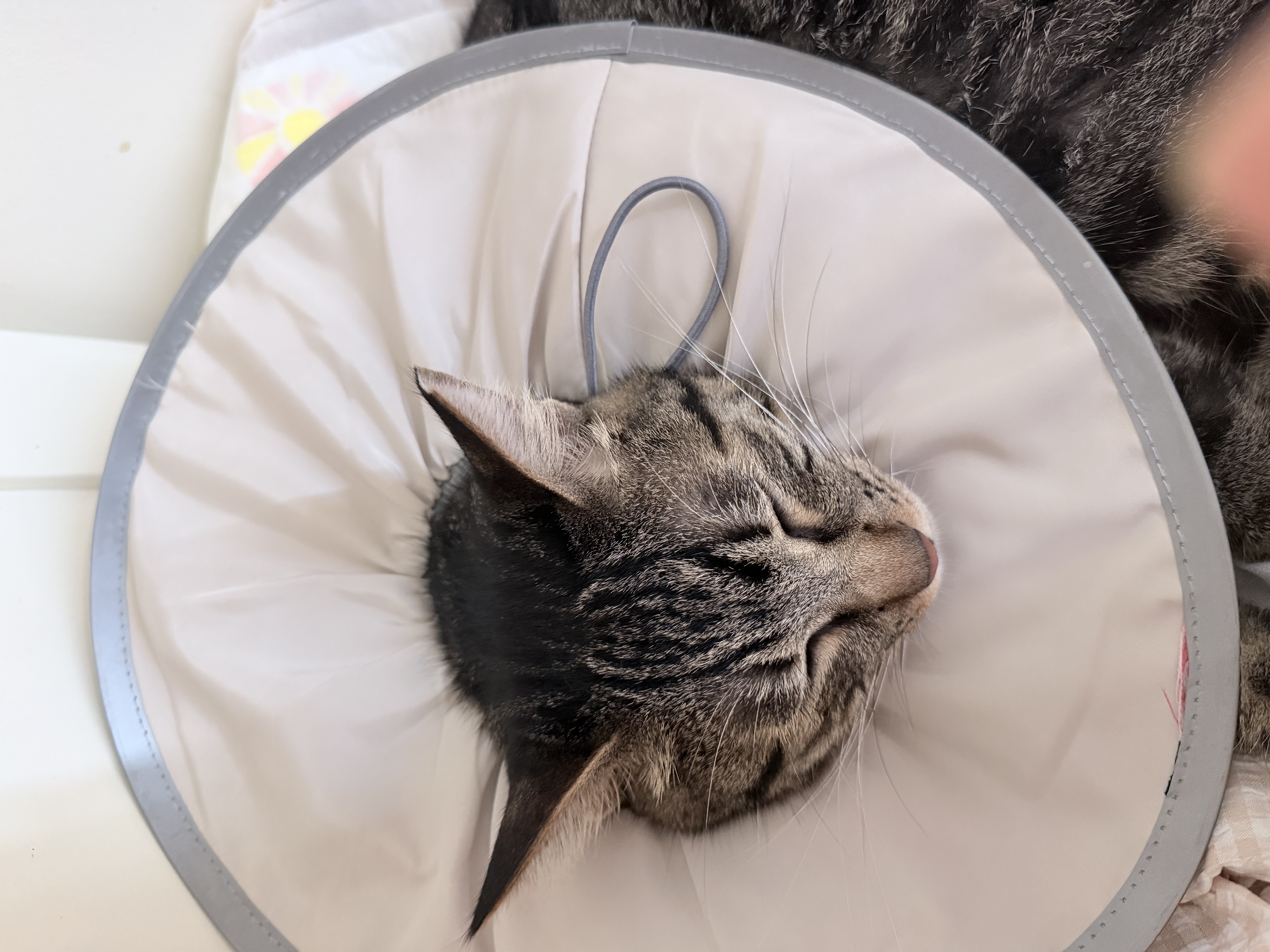 猫八万伊丽莎白圈绝育护理项圈猫咪狗狗美容脖圈防舔咬头套脖圈 灰M 实拍图