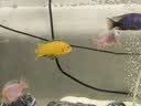 百因美（BIOZYM）观赏鱼饲料水族三湖慈鲷颗粒鱼食马鲷滋鲷素食肉食缓沉鱼粮 三湖慈鲷肉食饲料400g 实拍图