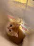 涴喵 纯种宠物猫咪活体金银渐层幼猫全程辅助养猫签订合同双重保障 宠物级 金渐层猫 实拍图