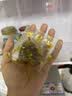 半山农蒲公英茶150g(5g*30包）蒲公英叶 婆婆丁茶中药材养生花茶凉茶包 实拍图