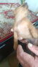 荣郁中华田园犬黑犬黄狗白狗虎斑四眼铁包金土狗幼犬活体 田园级 黄狗 公 实拍图