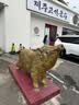 韩国电话卡5G高速无限流量手机上网卡首尔济州岛旅游SIM卡 5天 【无限流量】推荐 上网卡 实拍图