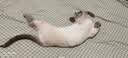 麦富迪猫粮 超肉粒冻干双拼幼猫粮免疫护肠胃 三文鱼2kg 实拍图