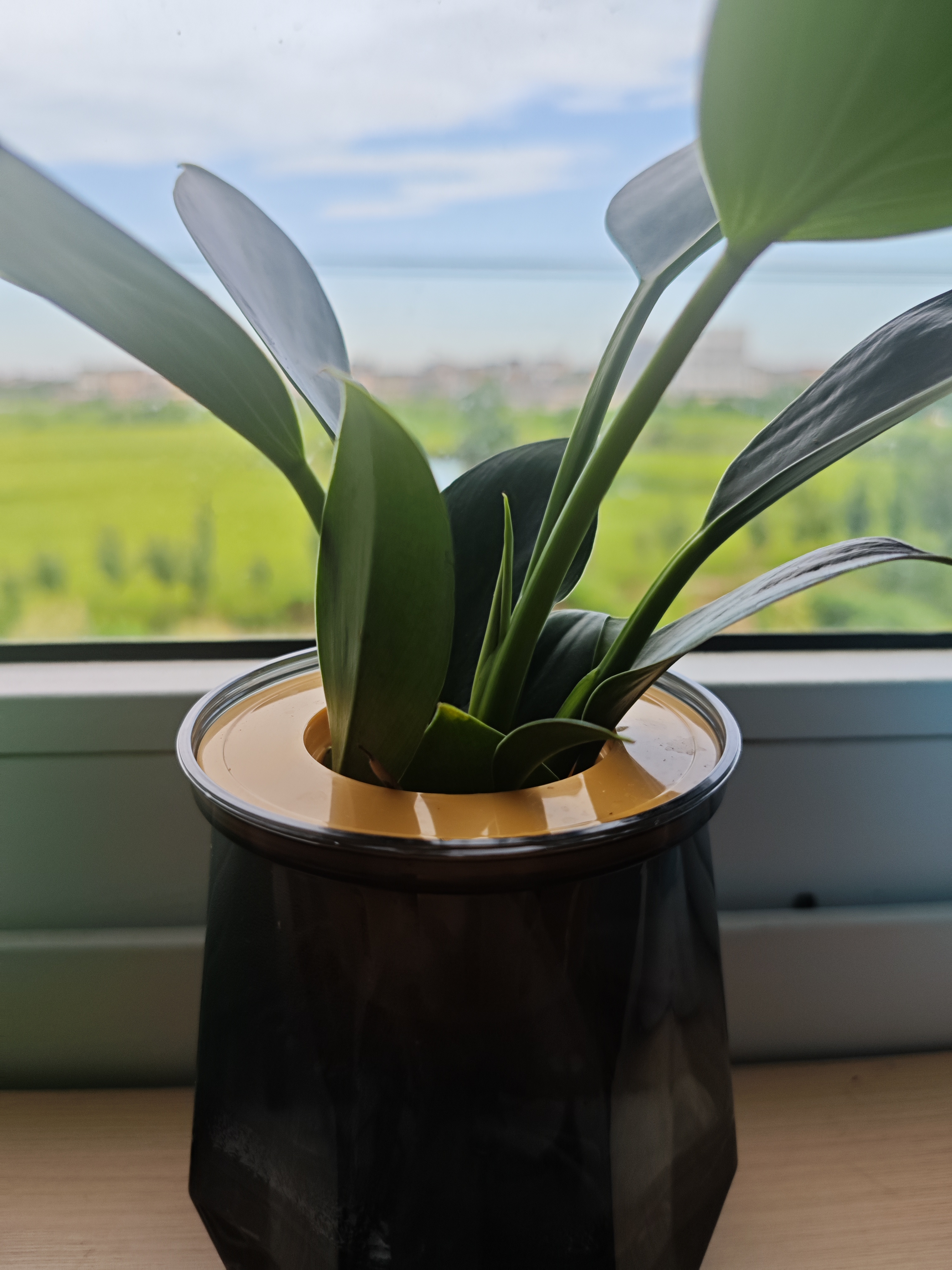 营养液植物通用型花肥发财树富贵竹绿萝水培盆栽家用花卉养花肥料 【通用型】500毫升一瓶 实拍图