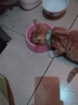 伟嘉幼猫猫粮1.2kg吞拿鱼味布偶蓝猫橘猫加菲英短猫咪夹心粮全价粮 实拍图