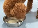 派迪诺宠物微量元素片狗狗猫咪改善异食癖偏食厌食营养钙片 300片/1瓶 实拍图