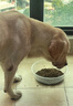 蓝枸狗粮40斤装牛肉味双拼金毛萨摩耶马犬中大型专用成犬幼犬粮 实拍图