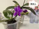 京东家政清洗 挂式空调1台+方形柜机1台全拆洗 家电清洗上门服务 实拍图