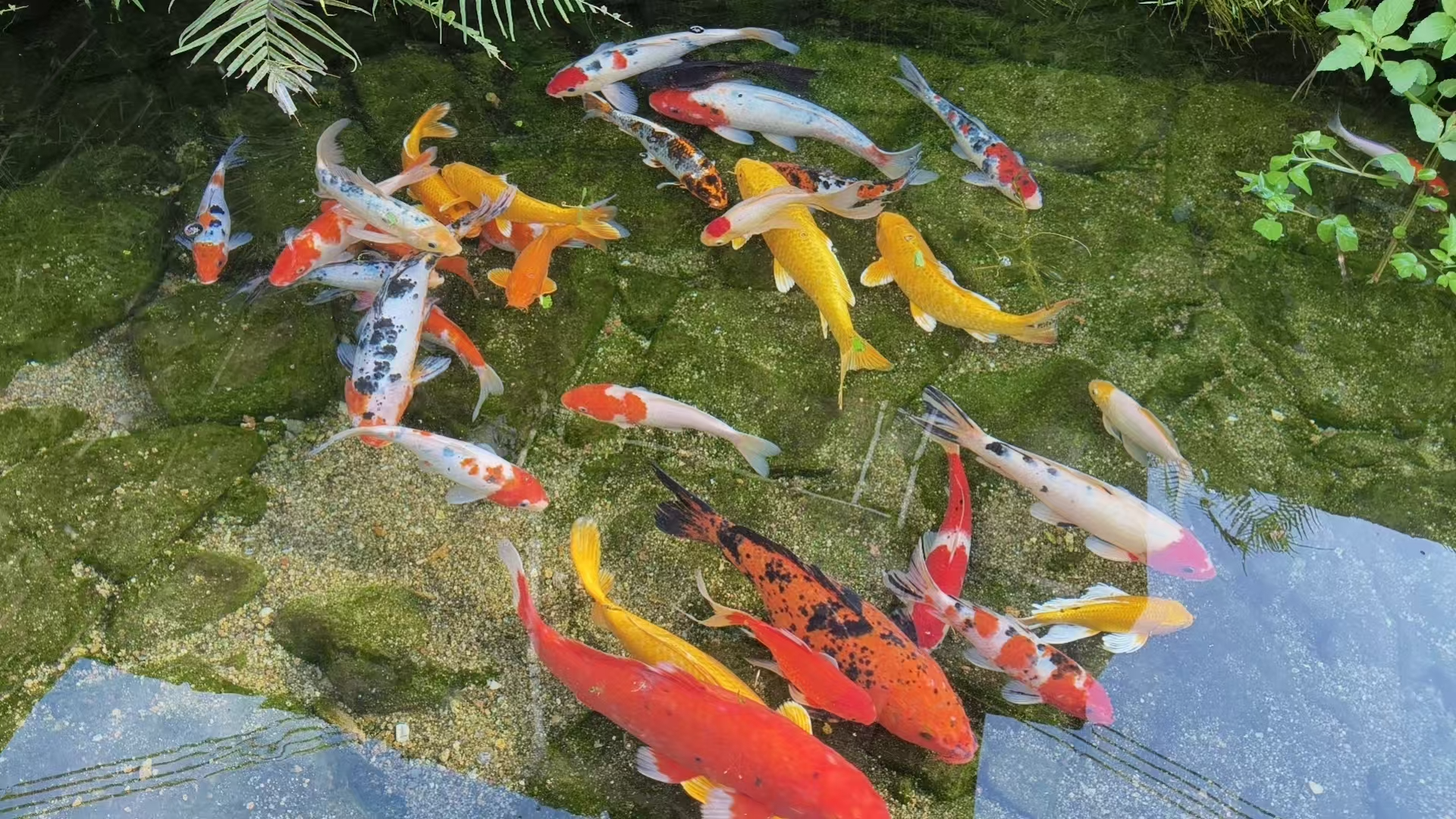海豚鱼粮锦鲤饲料不浑水育成鱼饲料蝴蝶鲤饲料锦鲤鱼食锦鲤鱼专用饲料 2.5kg高能双拼/中粒/上浮（送100g体验装） 实拍图