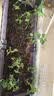 原起点阳台楼顶种菜箱长方形蔬菜种植箱神器种菜盆菜箱塑料花箱户外 【超值·福利款】 80cm长二联箱 实拍图