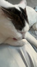 领先成猫尝鲜礼包主食级烘焙猫粮猫条餐盒汤包（新老款随机发货） 实拍图