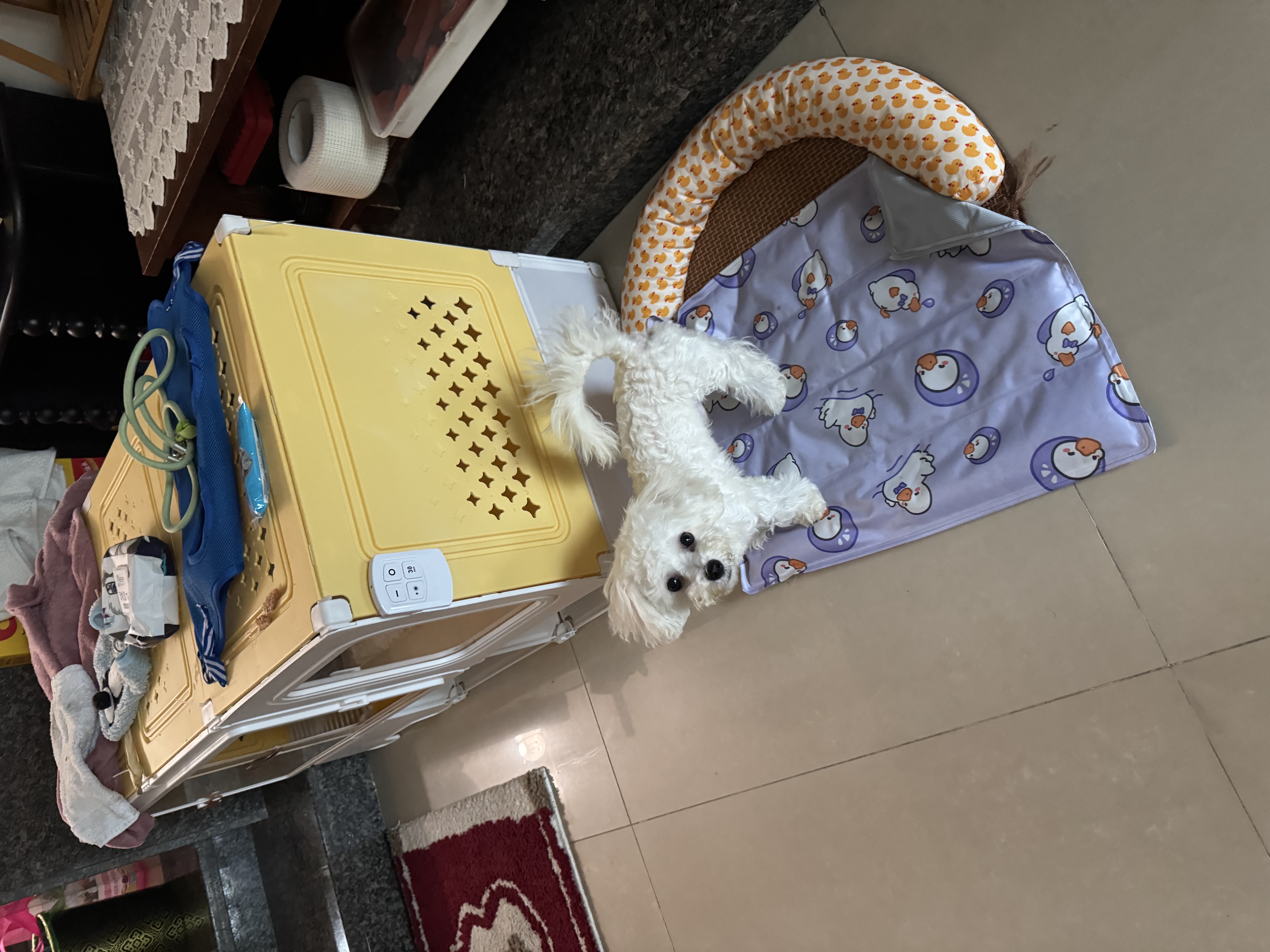 蔻丝狗笼子小型犬厕所一体家用一室一厅一卫狗窝别墅围栏四季通用自营 实拍图