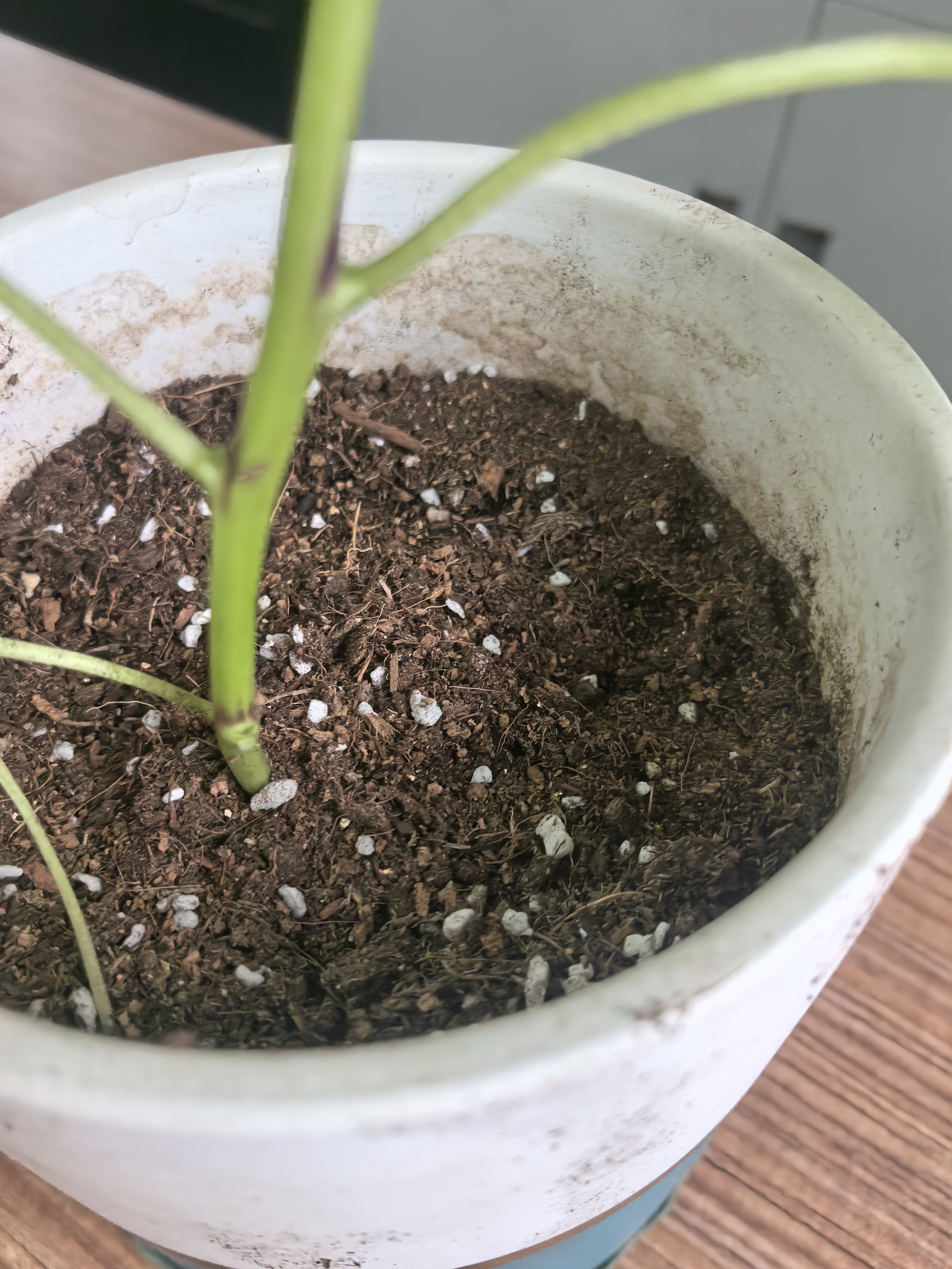 德沃多蔬菜专用植物营养土40L园艺种菜土壤盆栽果蔬花土种植 实拍图