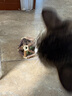 欢宠网猫玩具猫咪磨牙棒(6件套)逗猫自嗨解闷神器猫薄荷球猫猫小猫宠物 实拍图