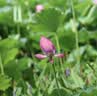 佳能（Canon）RF 85mm F2 MACRO IS STM 滤镜防护套装 实拍图