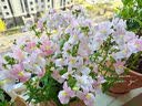 漫生活56L营养土养花通用型 花土进口泥炭土有机种菜土多肉兰花种植土壤 实拍图