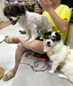 petlimit狗狗脖圈项圈小中大型犬颈圈泰迪金毛狗链脖套宠物用品柔软 桔色L 实拍图