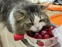 海洋之星 猫狗零食牛奶冻干奶酪棒宠物牛奶通用宠物零食牛奶冻干（0乳糖） 奶酪冻 60g*10 实拍图