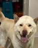 福来恩（FRONTLINE）狗进口驱虫内外同驱套装去蜱蚤大犬 滴剂1支装+犬心保L体验装 实拍图